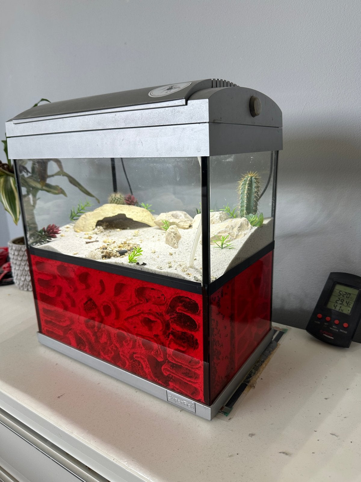Mieren Formicarium + Messor barbarus Kolonie & Startsets, Dieren en Toebehoren, Mieren