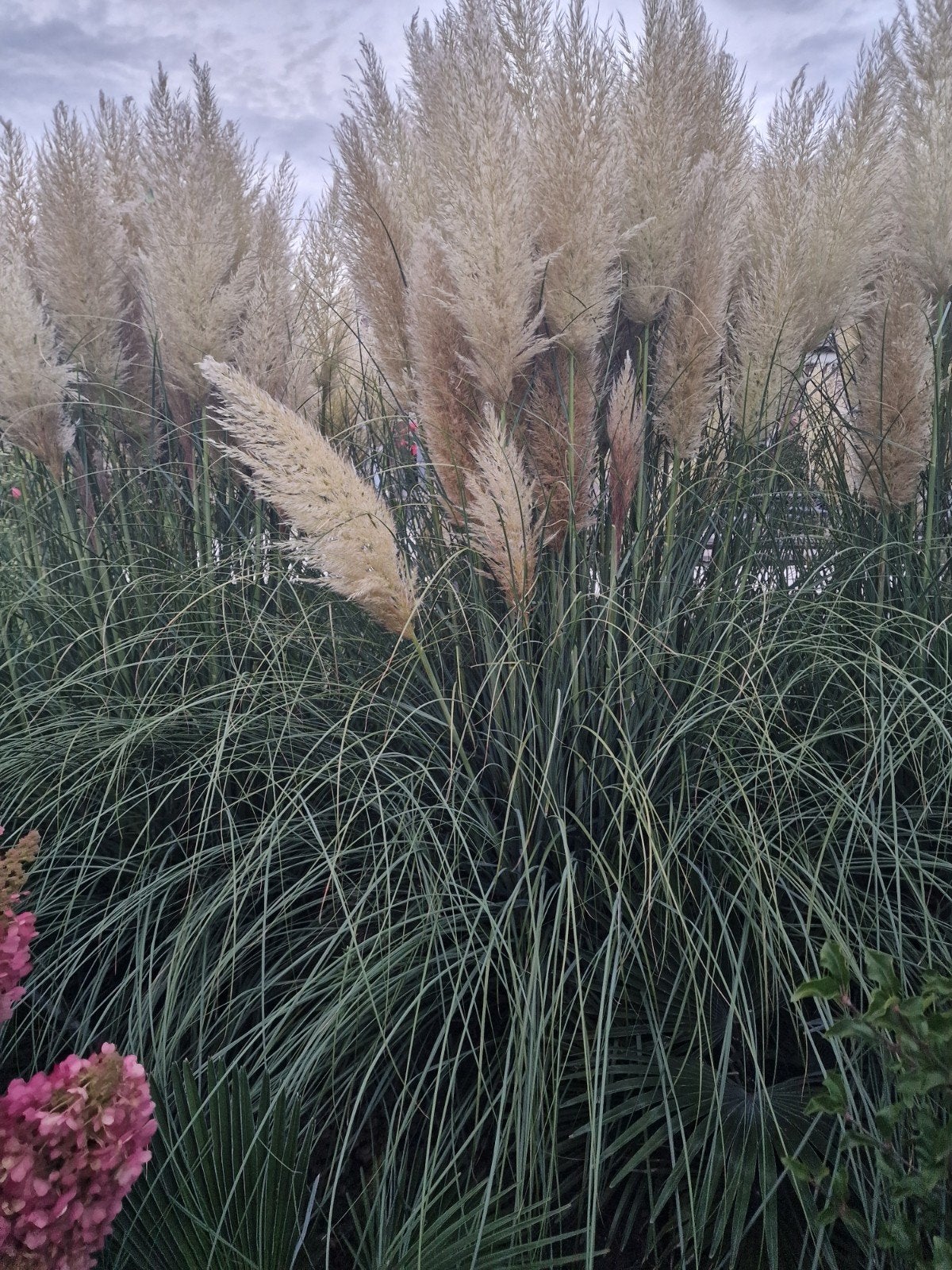 Decoratieve pluimen van pampasgras, Ophalen, Volle zon, Vaste plant, Siergrassen