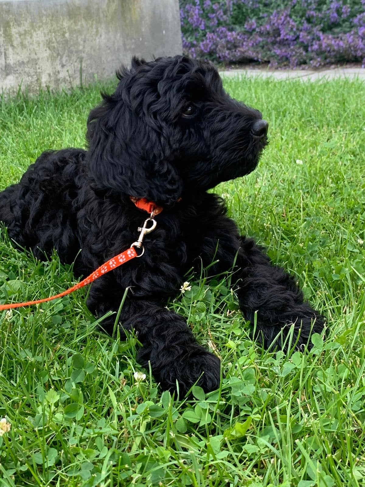Labradoodle pups, Dieren en Toebehoren, Overige rassen, 8 tot 15 weken, Meerdere, Meerdere dieren