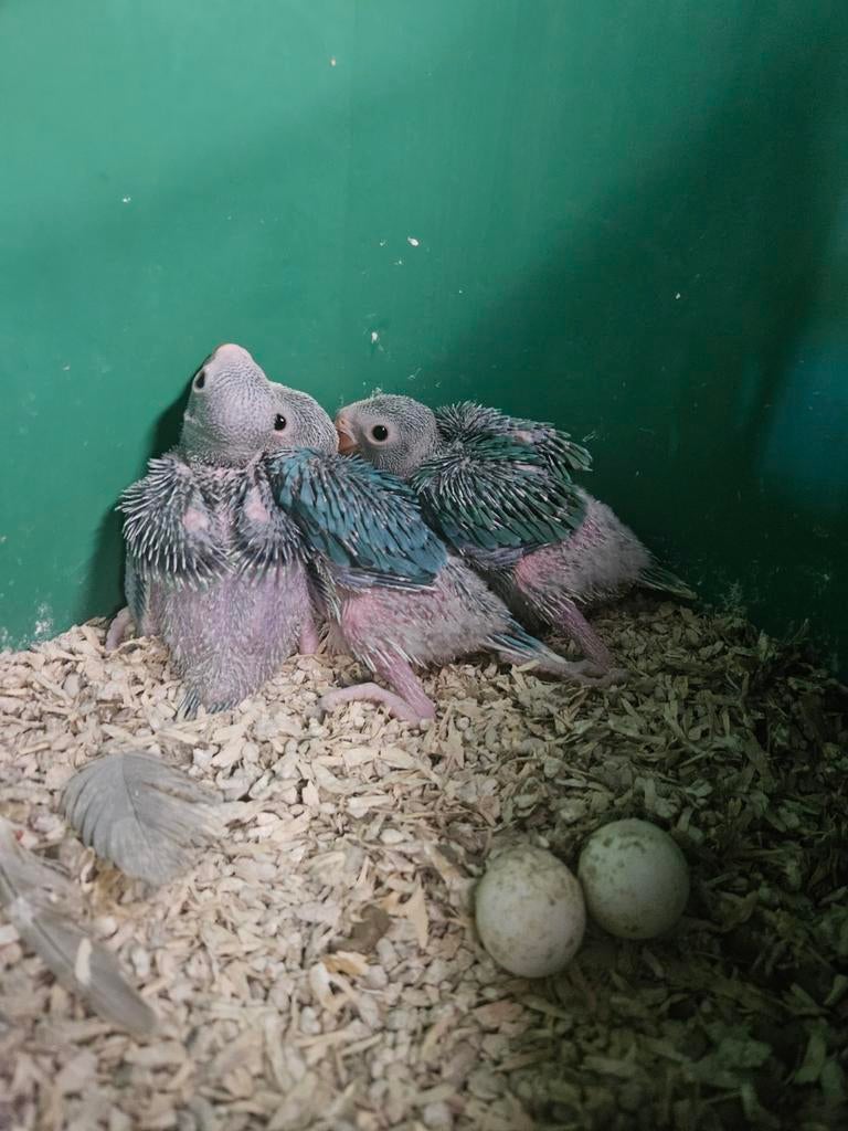 Halsbandparkieten, Meerdere dieren