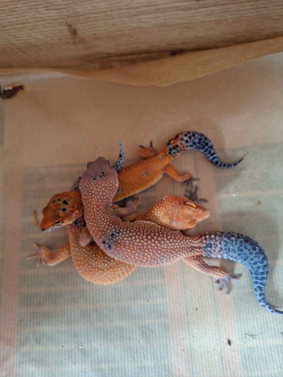 Eublepharis Macularius Pet only luipaardgekko Leopard Gecko photo 6