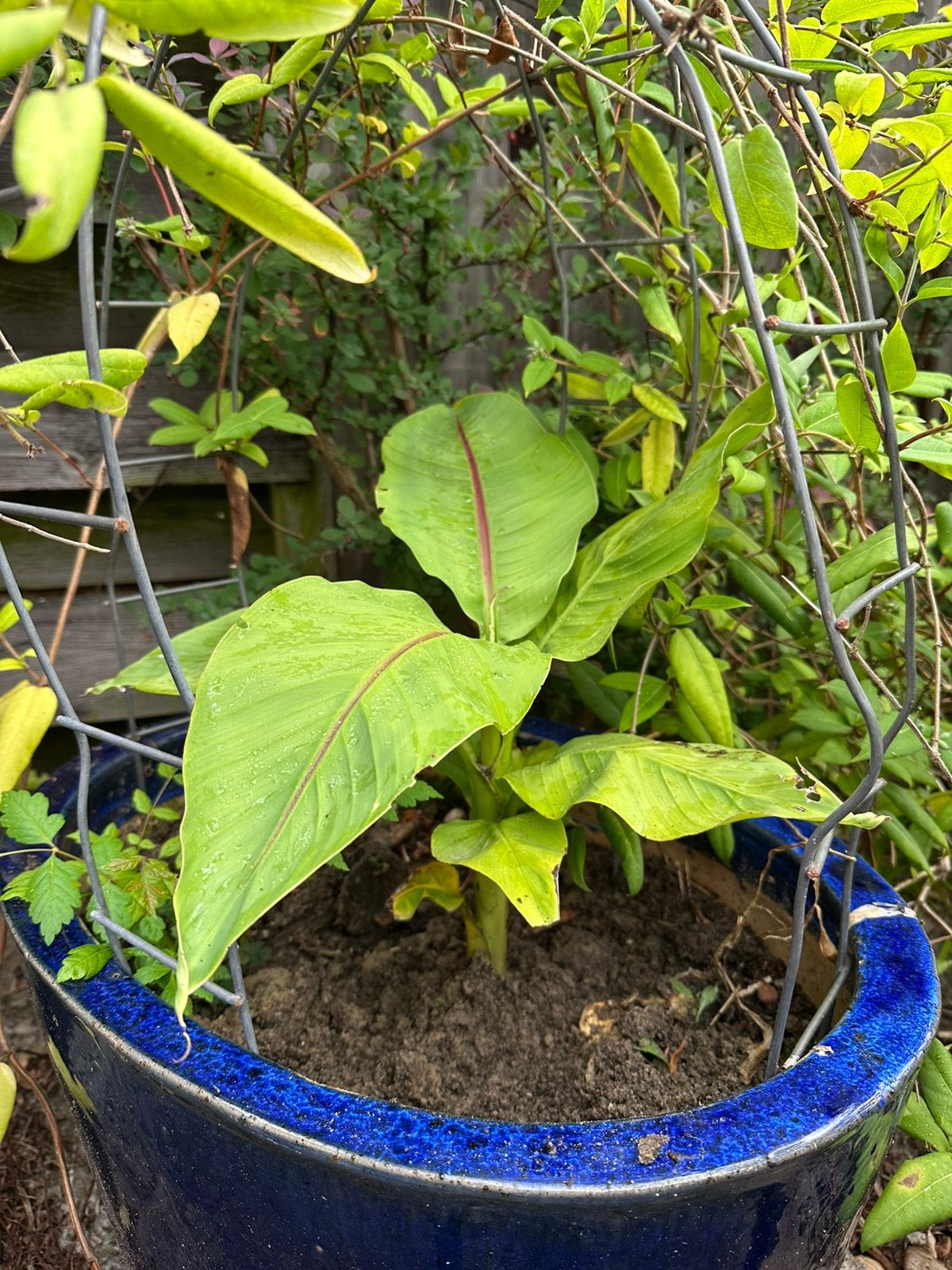 Bananenboom, Tuin en Terras, Ophalen, Minder dan 100 cm, Overige soorten, Zomer