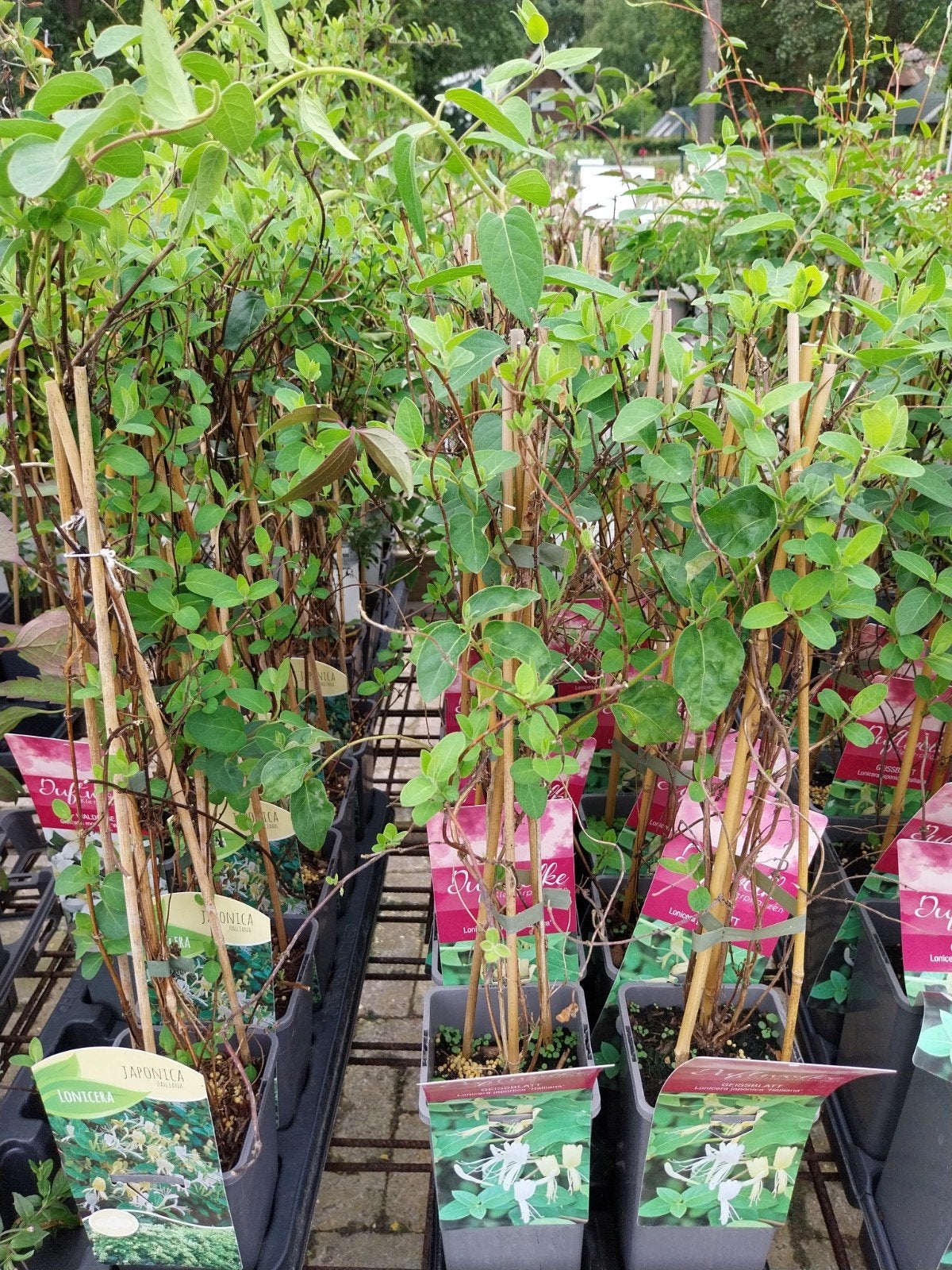 Lonicera Halliana - Geurende Klimplant, Tuin en Terras, Planten | Tuinplanten, Ophalen, Overige soorten, Halfschaduw