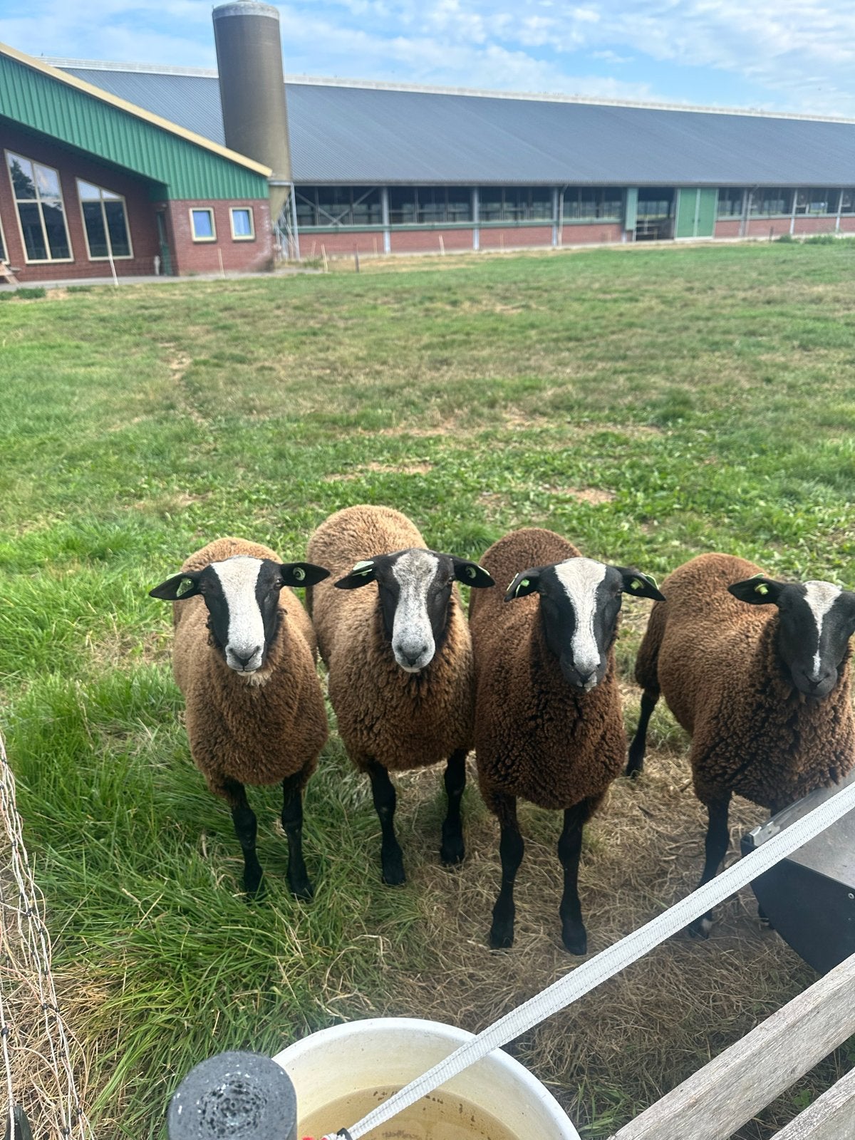Te koop zwart-bles rammen en 1 ooi.  Maart geboren 2026, Dieren en Toebehoren, Schapen, Geiten en Varkens, Meerdere dieren, Schaap