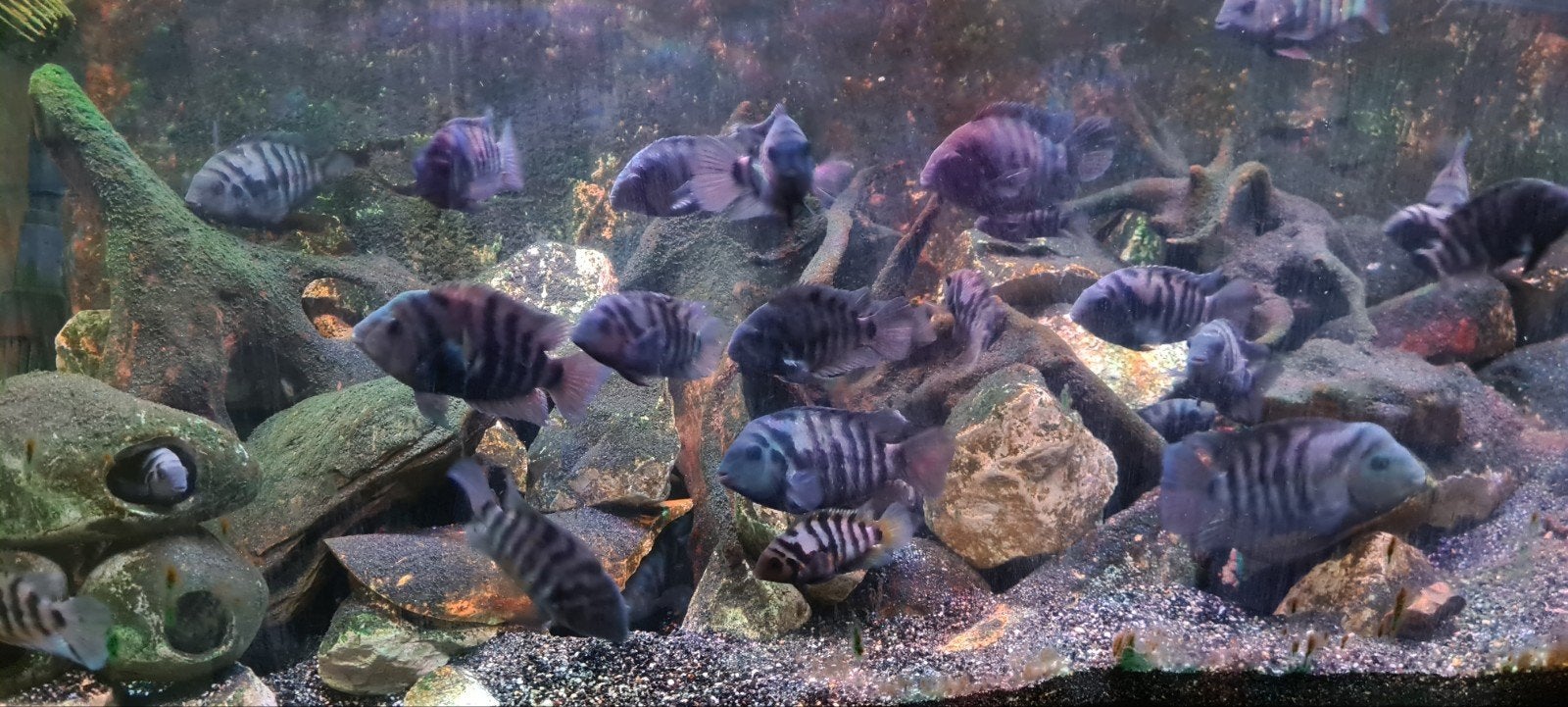 Zebra cichliden, Vis, Zoetwatervis
