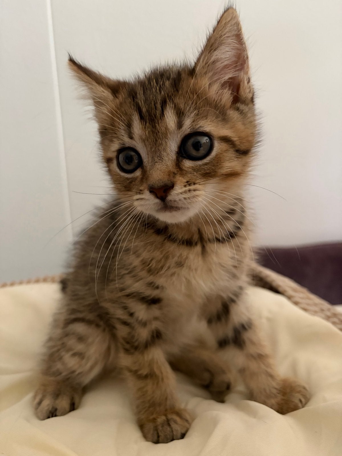 3 Kittens zoeken een liefdevol huisje, Kater, 0 tot 2 jaar