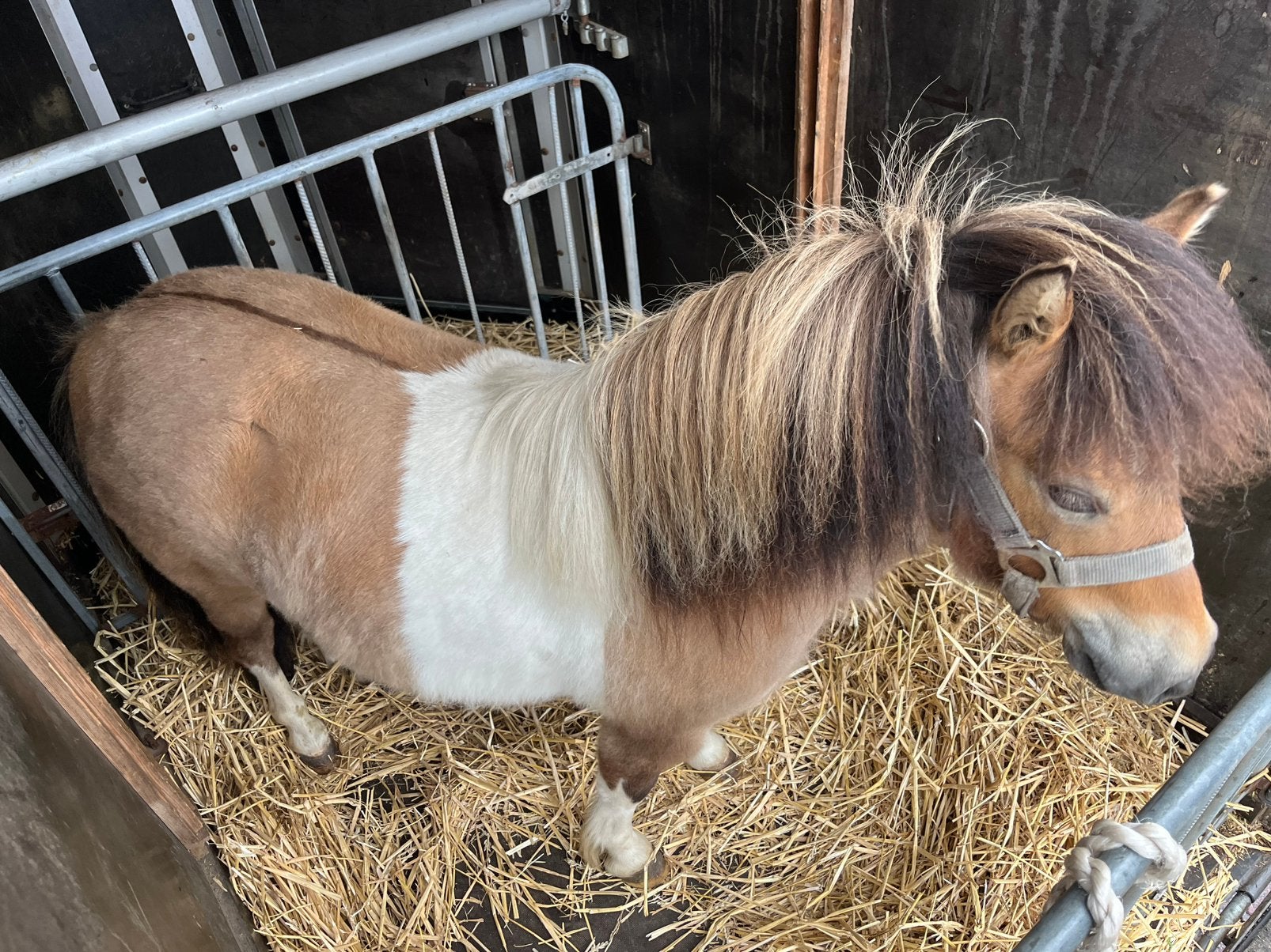 2 super mooie merrie’s, Dieren en Toebehoren, Pony's, Merrie, A pony (tot 1.17m), Gechipt, 0 tot 2 jaar