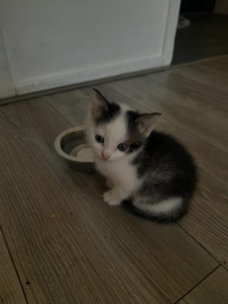 4 kittens aangeboden zijn al 8 weken...per kitten 75., Meerdere dieren