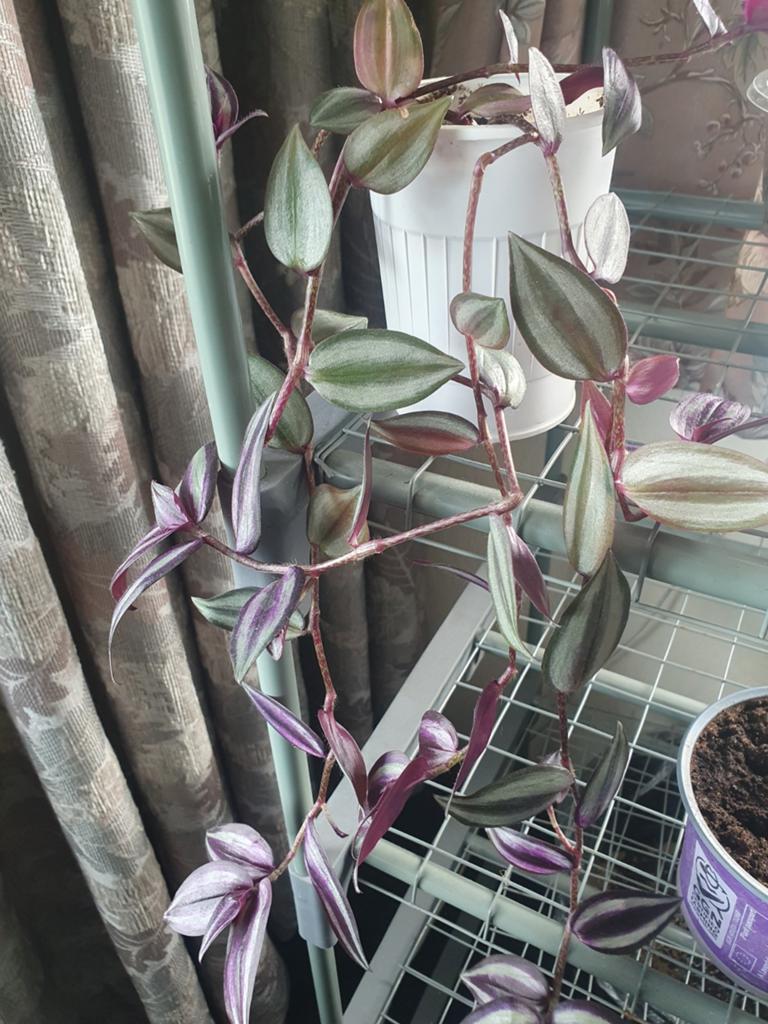 Tradescantia Zebrina - Zebrina plant in pot, Overige soorten, In pot, Minder dan 100 cm, Groene kamerplant