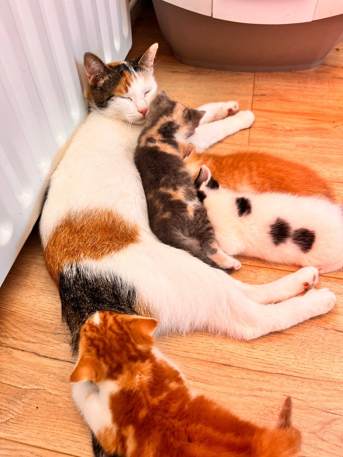 4 prachtige kittens en moederpoes zoeken nieuw thuis, Meerdere dieren
