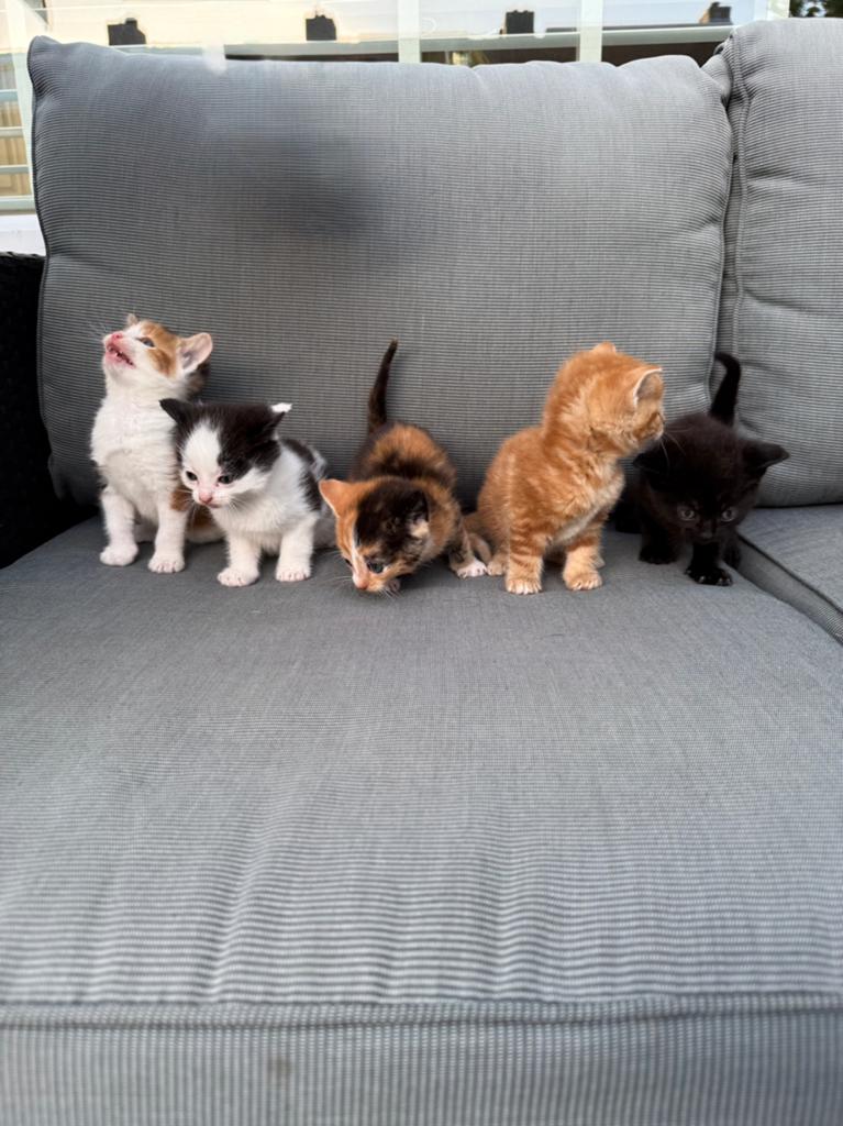 Europese korthaar x schildpad kittens, Dieren en Toebehoren, Meerdere dieren, Kortharig, 0 tot 2 jaar