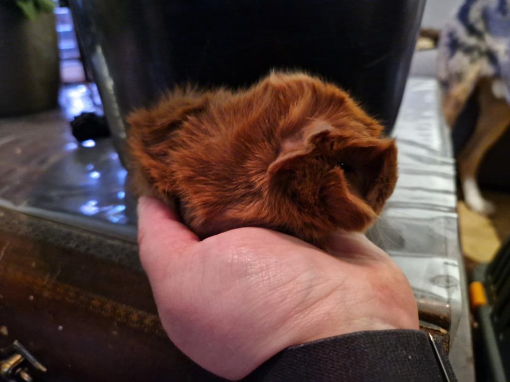 Leuke jonge cavias zoeken 5 sterrenhuisje, Dieren en Toebehoren, Knaagdieren, Mei, Meerdere dieren, Cavia
