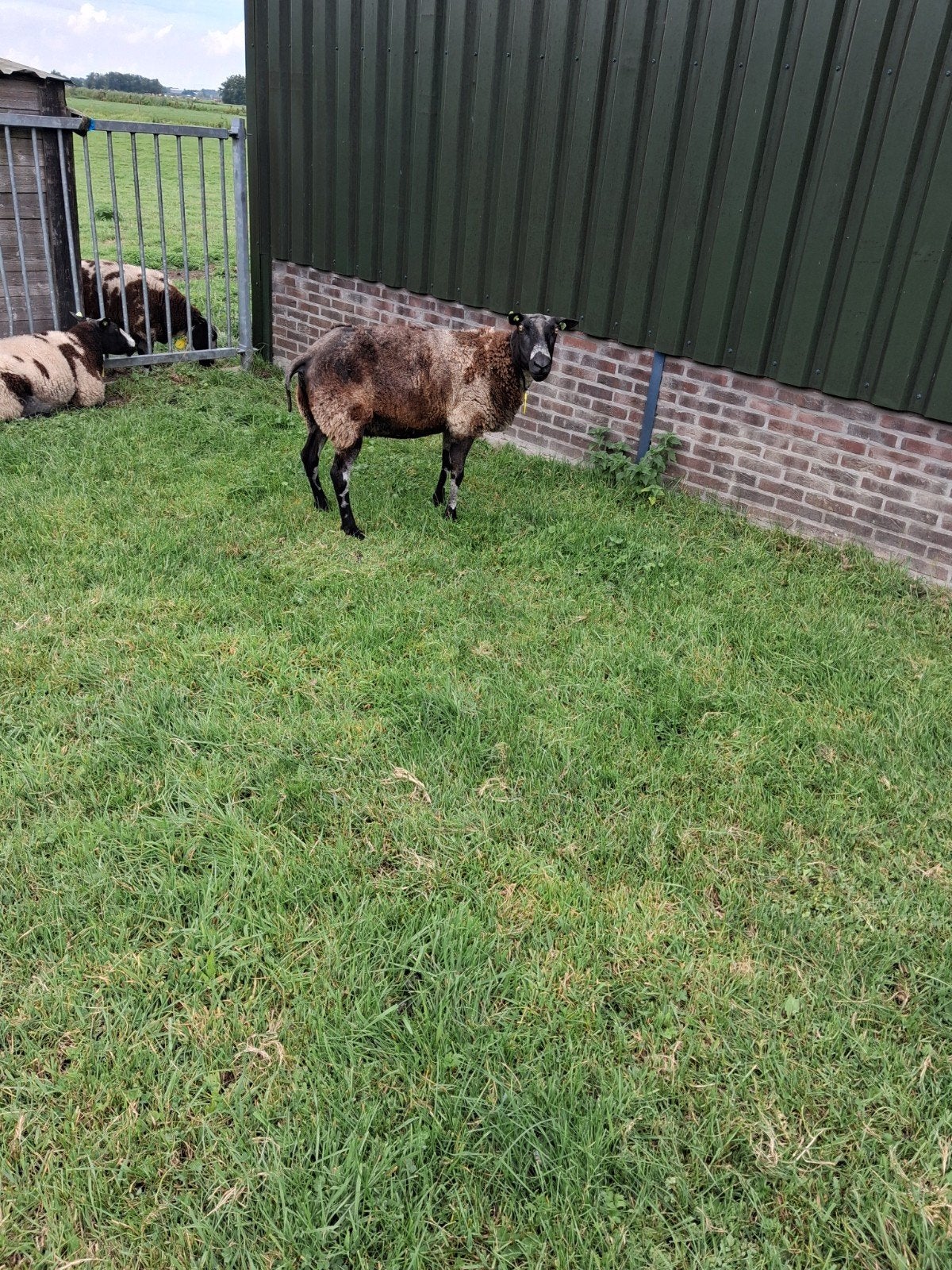 Bonte ooi te koop., Dieren en Toebehoren, Vrouwelijk, Schaap, 3 tot 5 jaar