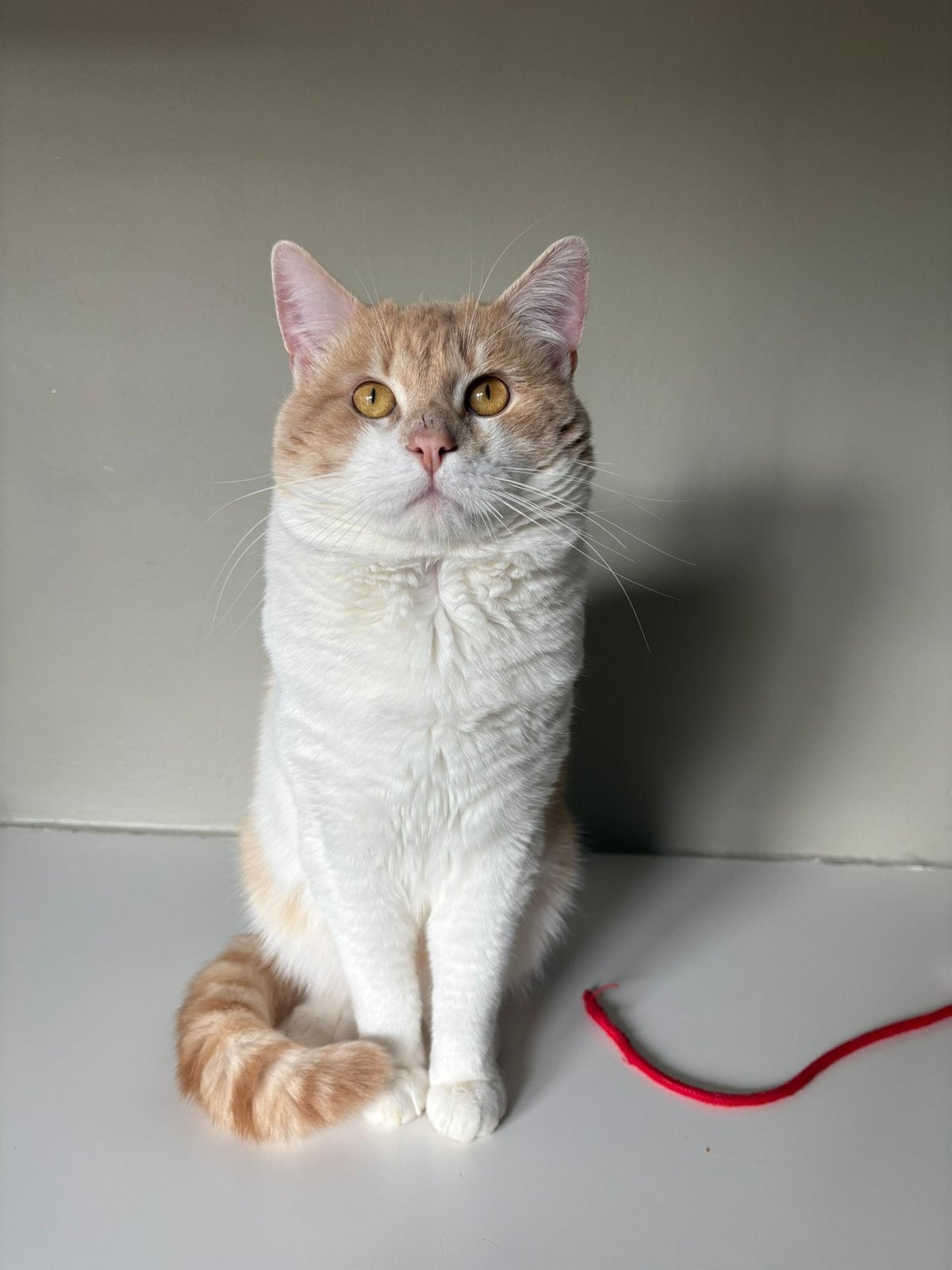 Lieve rode kater zoekt nieuw huisje, Kater