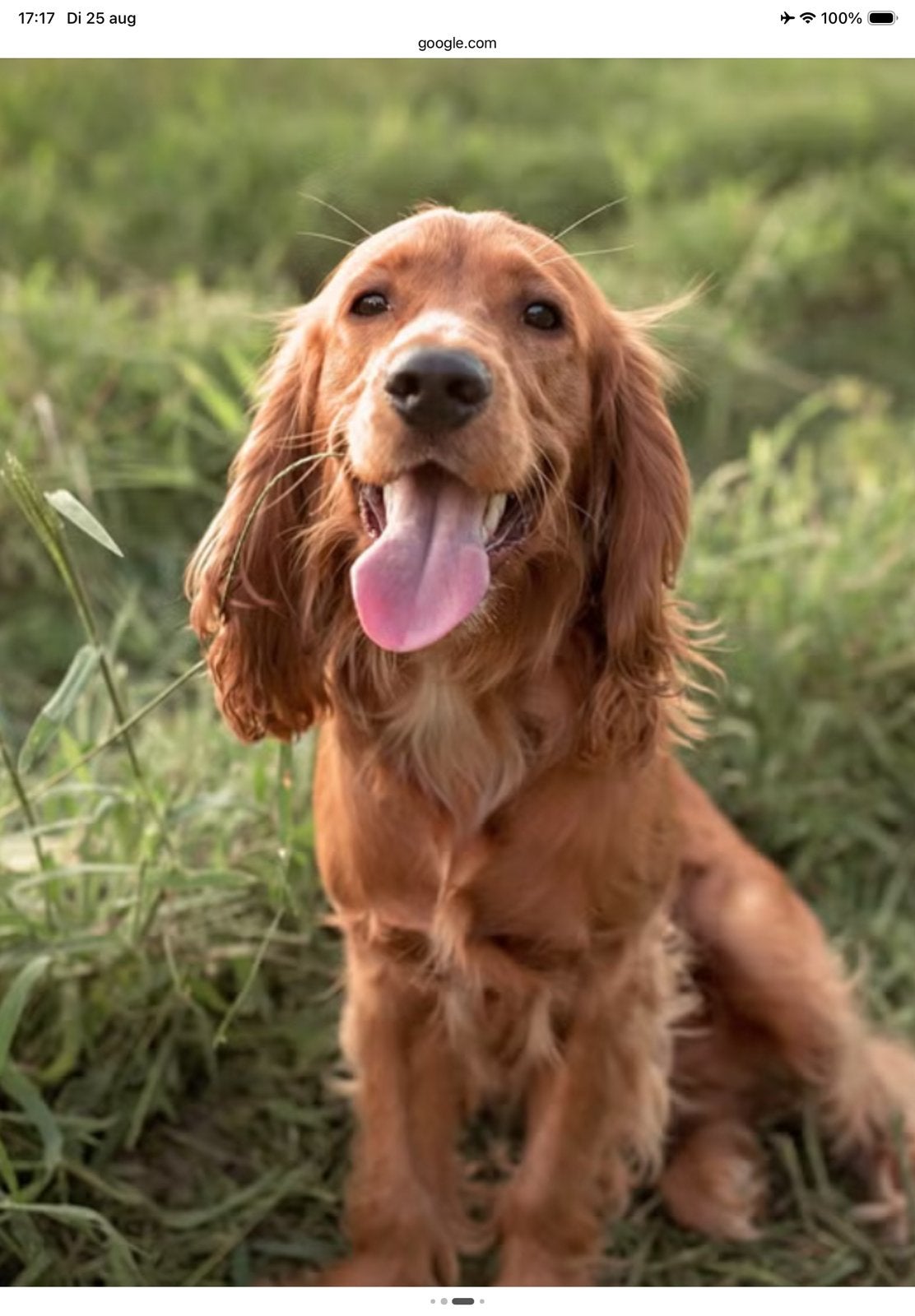 Gezocht : pup cocker spaniel november, Dieren en Toebehoren, Ophalen of Verzenden