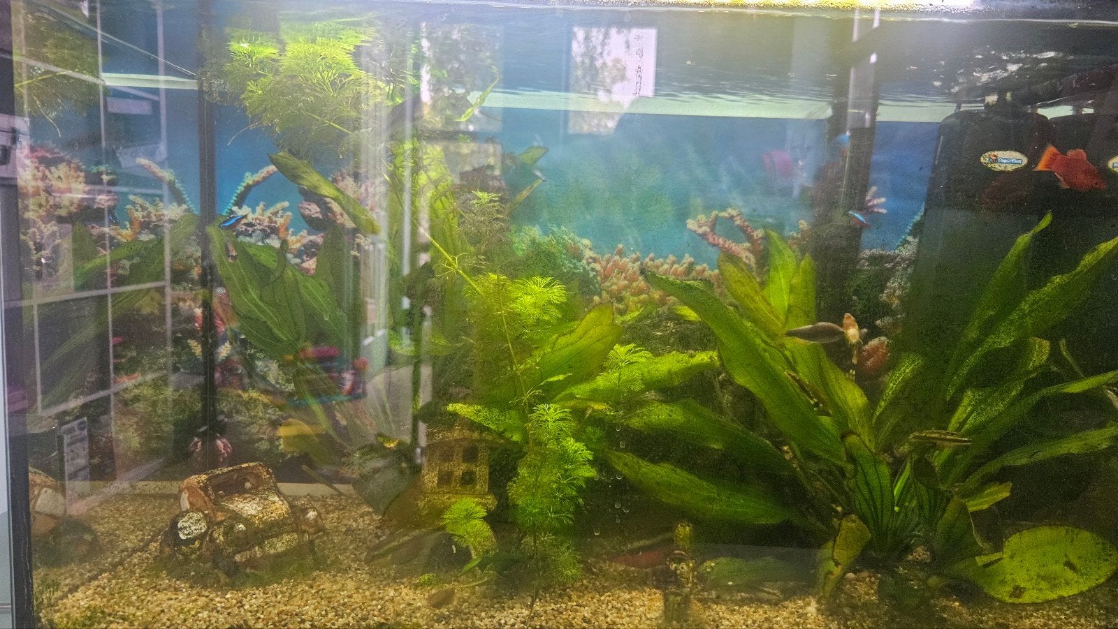 compleet aquarium 60x35x45 vanwege beëindigen van deze hobby, Dieren en Toebehoren, Ophalen, Gebruikt, Gevuld zoetwateraquarium