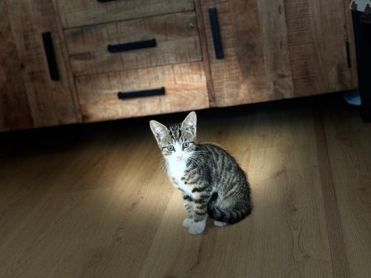 Lieve kittens, Dieren en Toebehoren, Meerdere dieren
