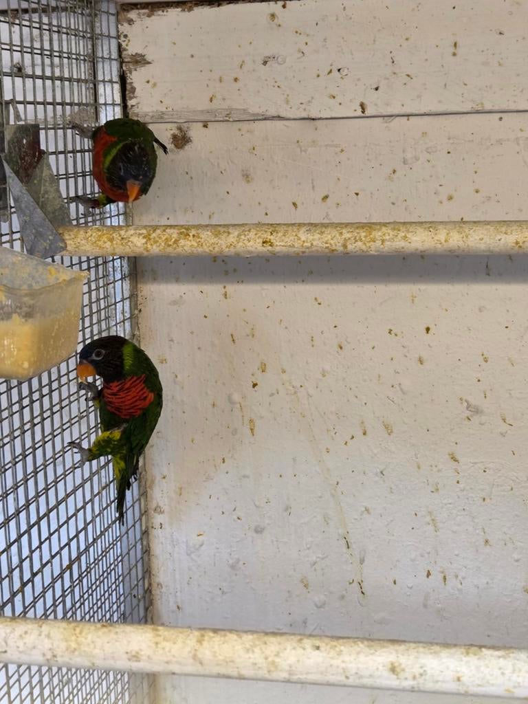 Massena lorries, Dieren en Toebehoren, Vogels | Parkieten en Papegaaien, Meerdere dieren, Parkiet