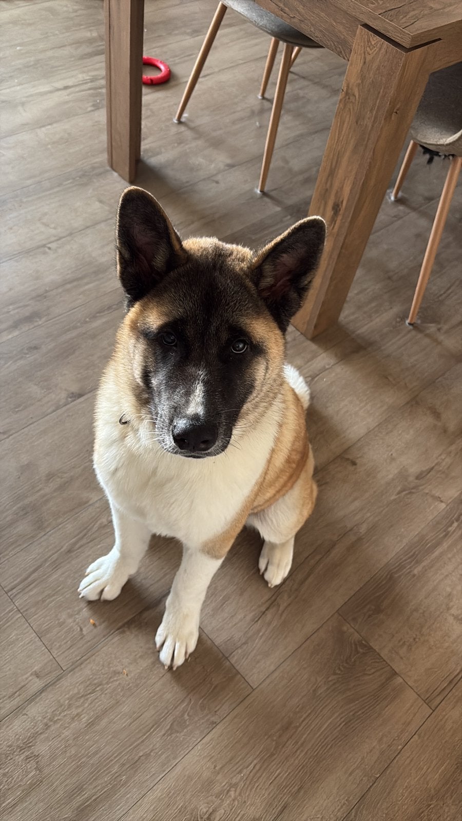 Amerikaanse Akita - Reu - 8 maand, 15 weken tot 1 jaar, Parvo, Eén hond, Nederland