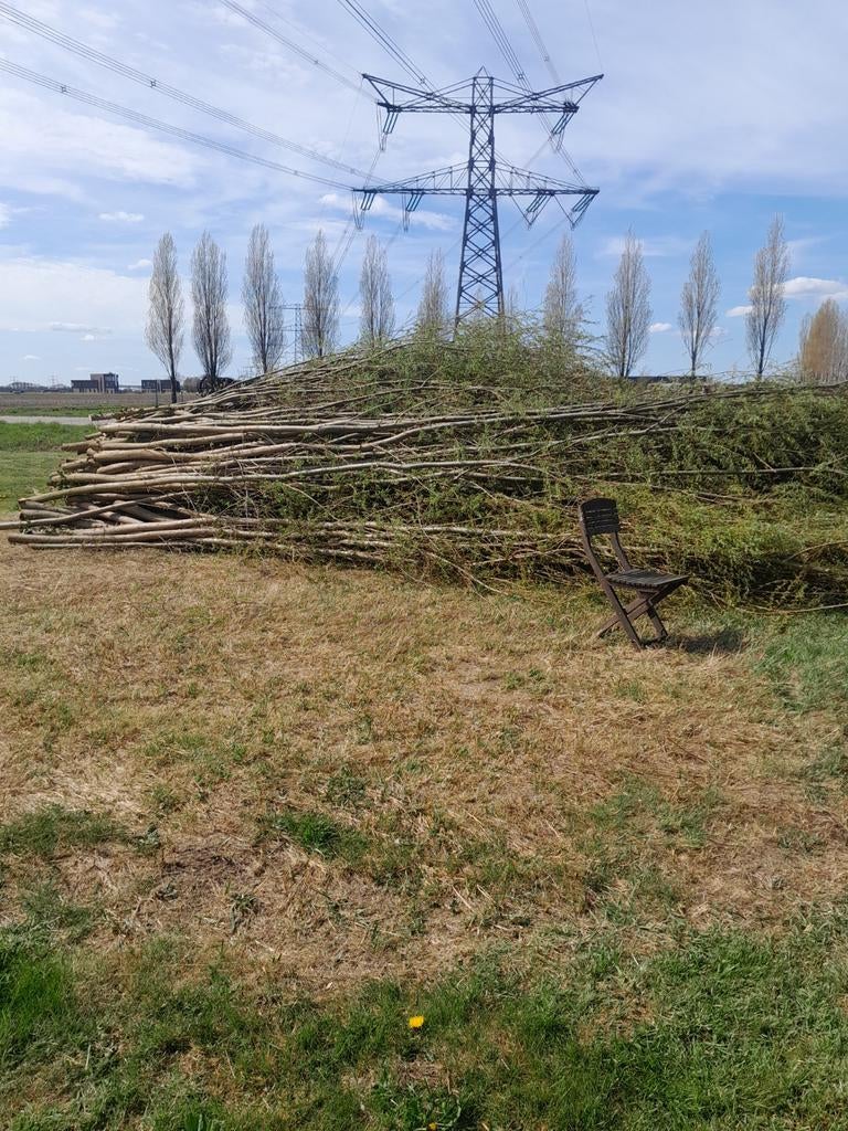 Wilgentakken gratis af te halen, Tuin en Terras, Ophalen, Volle zon, Overige soorten