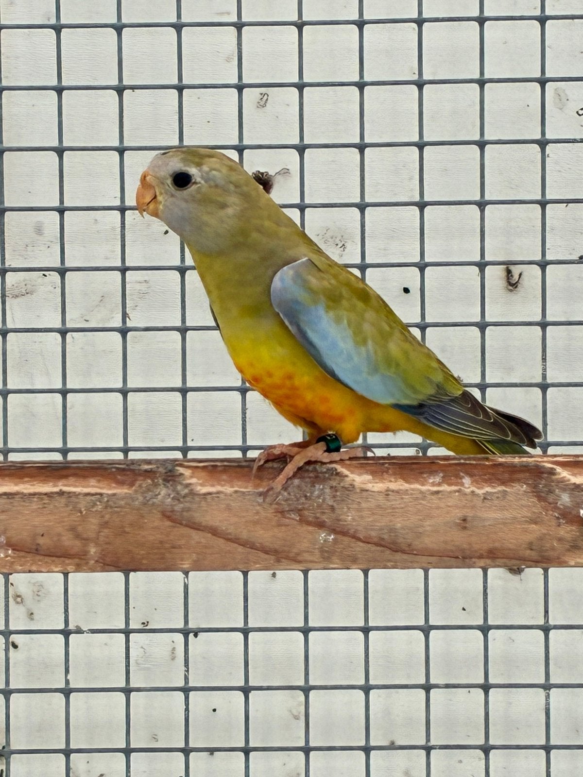 Splendid, Dieren en Toebehoren, Mannelijk, Parkiet