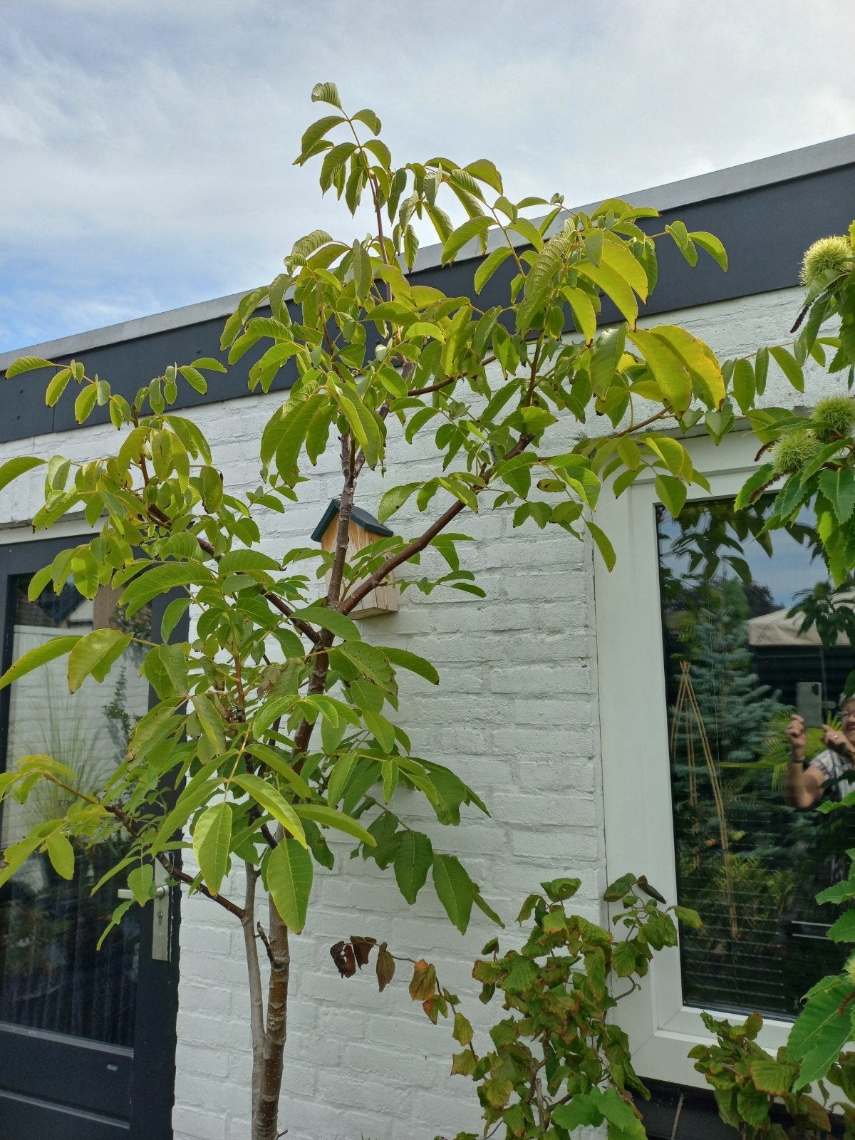 notenboom, Bloeit niet, Overige soorten, 100 tot 250 cm, Ophalen