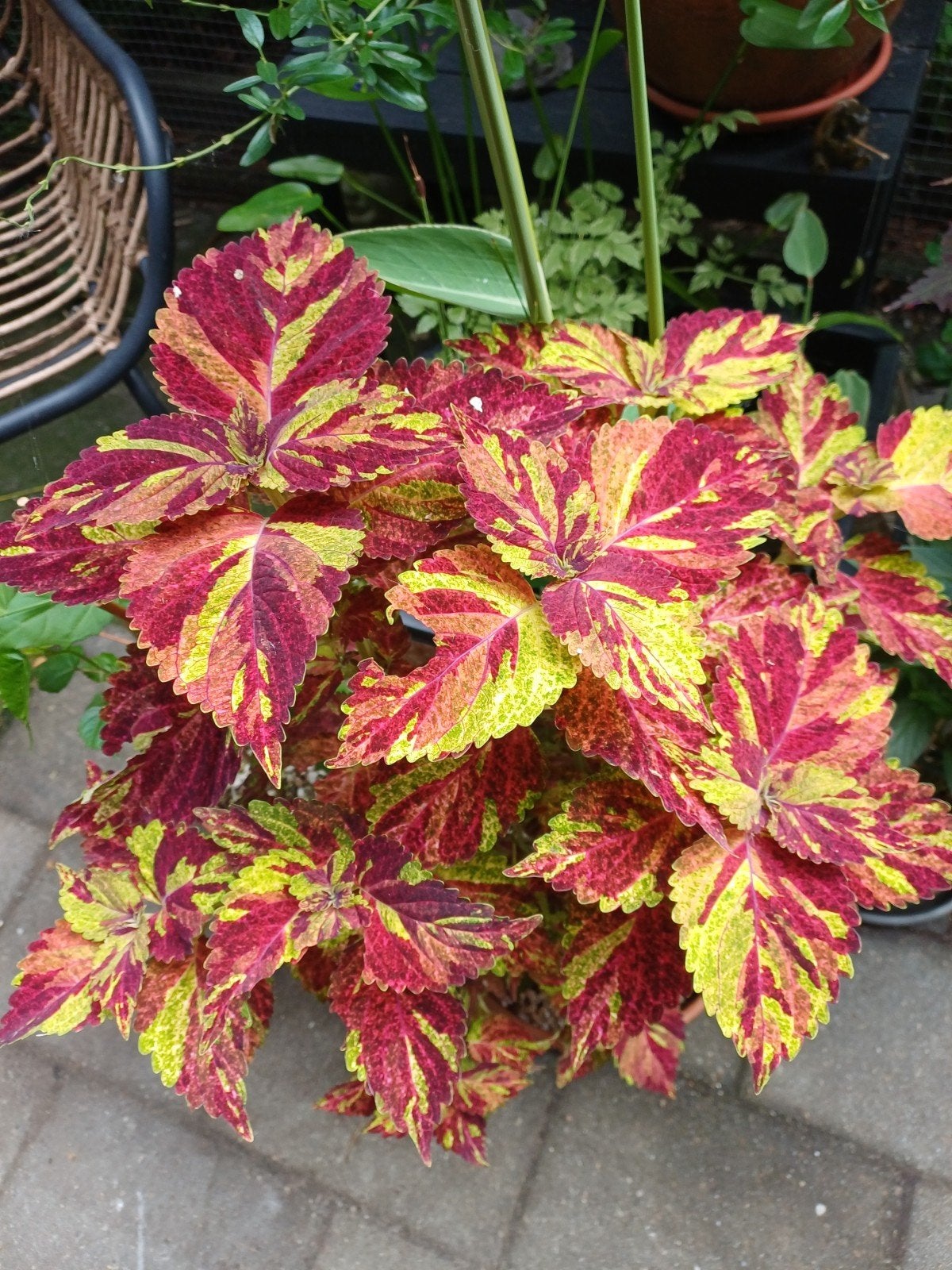 Mooie grote siernetel in terracotta pot ., Ophalen, Overige soorten, Volle zon