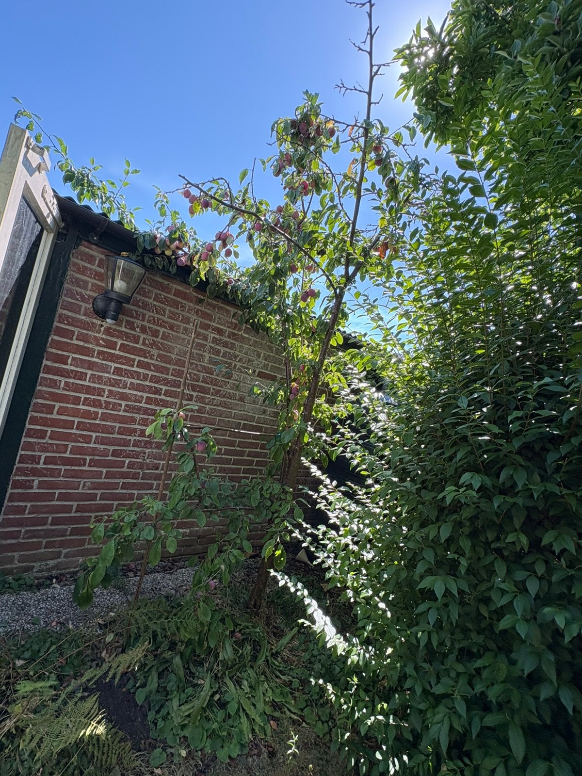 pruimenboom, Overige soorten, 100 tot 250 cm, Zomer, Ophalen