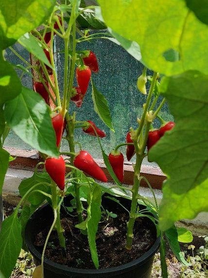 zaden paprika Kaboutermutsje, Verzenden, Voorjaar, Volle zon, Zaad