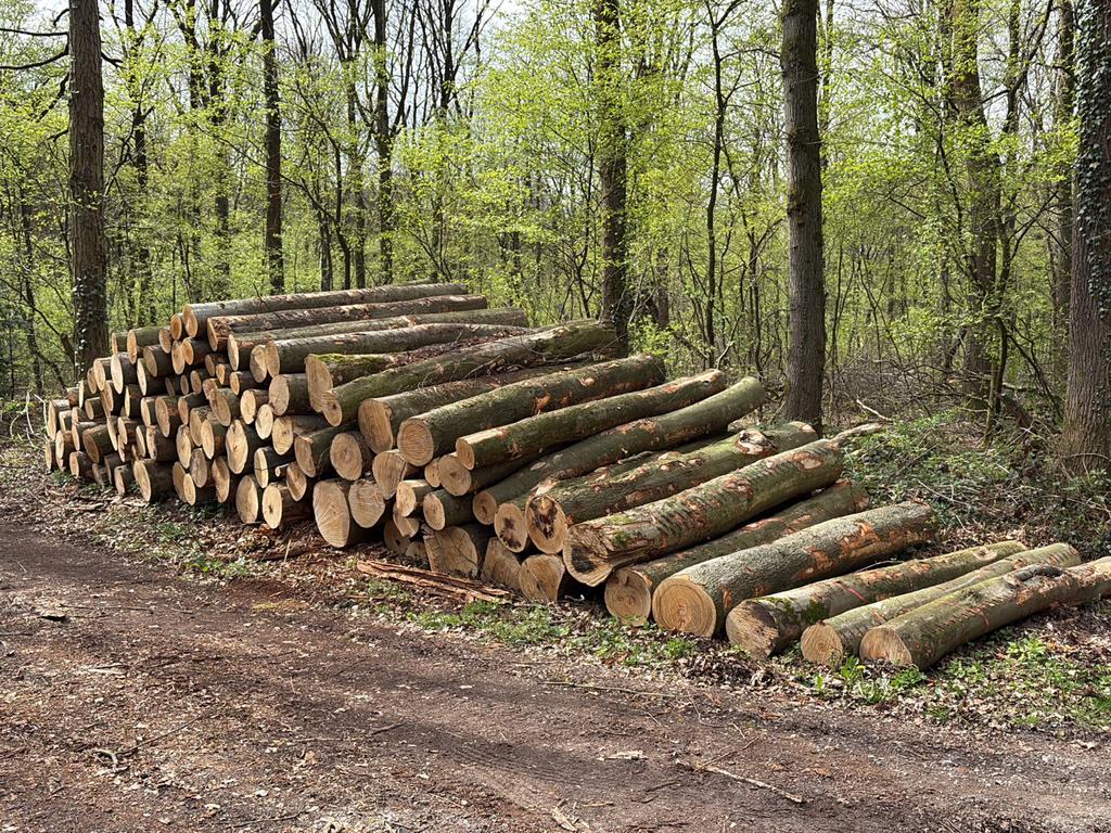 Beukenstammen leverbaar in A of B kwaliteit, Tuin en Terras, Haardhout, 6 m³ of meer, Verzenden, Beukenhout, Stammen