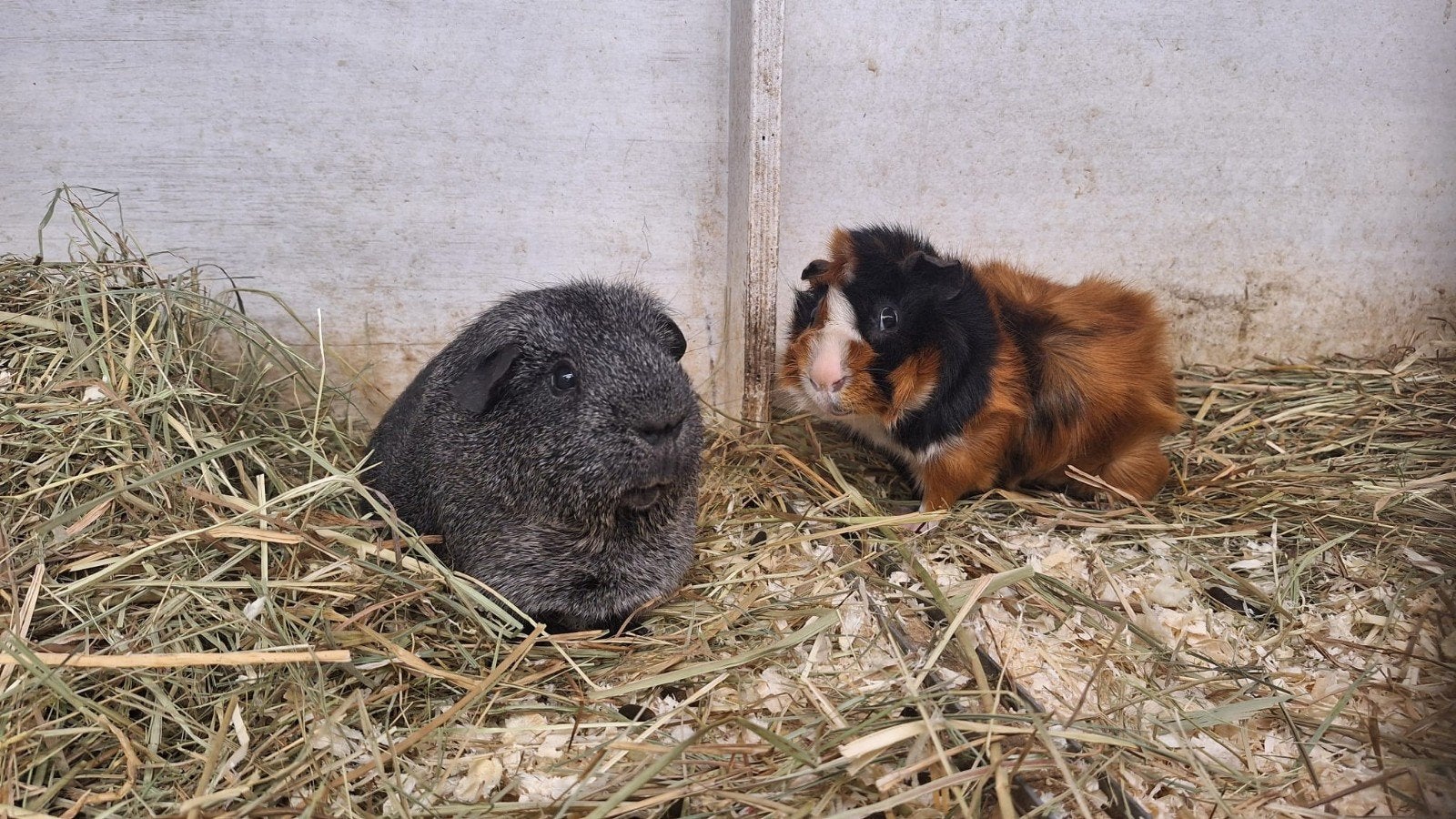 2 beren, Dieren en Toebehoren, April, Meerdere dieren, Cavia