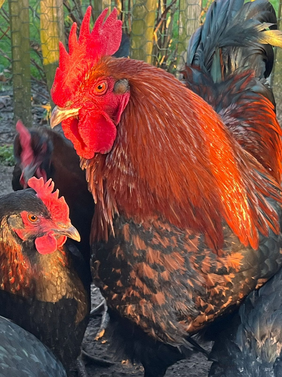 Marans haan (2024), Mannelijk, Kip