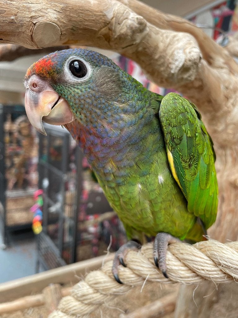 Lieve | Jonge Baby Pionussen Menstruus | Handtam | Getest, Dieren en Toebehoren, Vogels | Parkieten en Papegaaien, Papegaai, Meerdere dieren