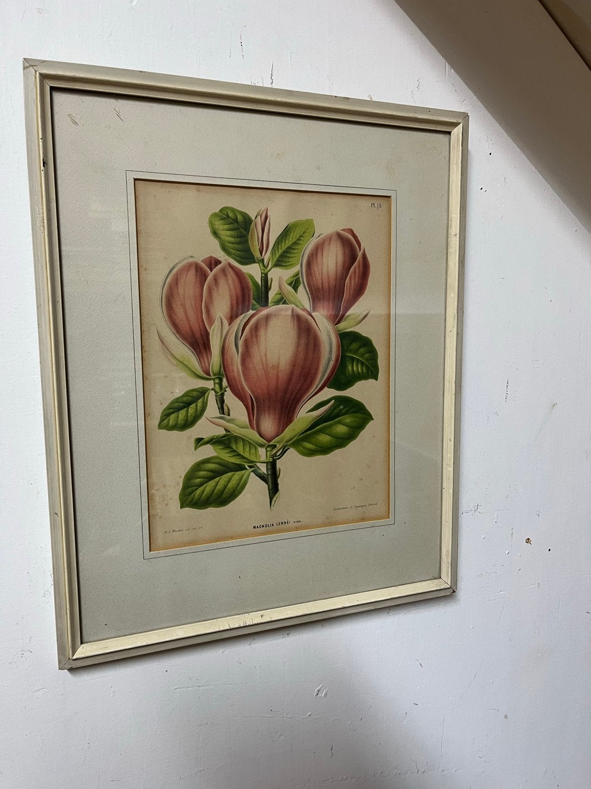 Antieke Prent Magnolia Lennéi - Botanische Illustratie, Ingelijst, 1800 - 1899, Ophalen of Verzenden, Flora en Fauna