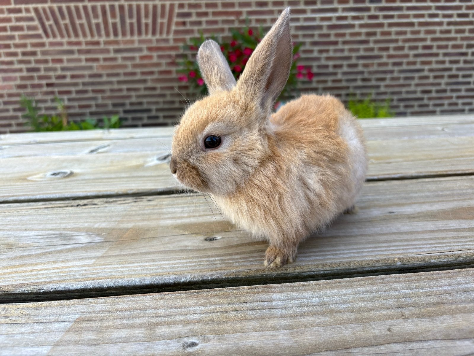 3 baby dwerg hangoorkonijnen, Dieren en Toebehoren, Meerdere dieren, Dwerg, Hangoor, 0 tot 2 jaar