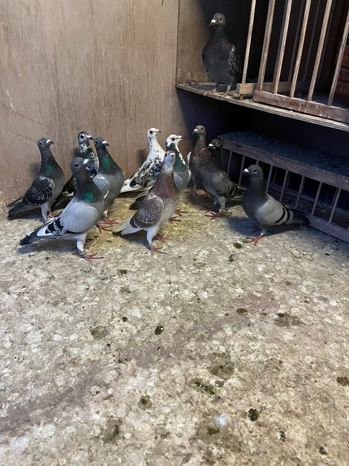 Kleurpostduiven, Meerdere dieren, Postduif
