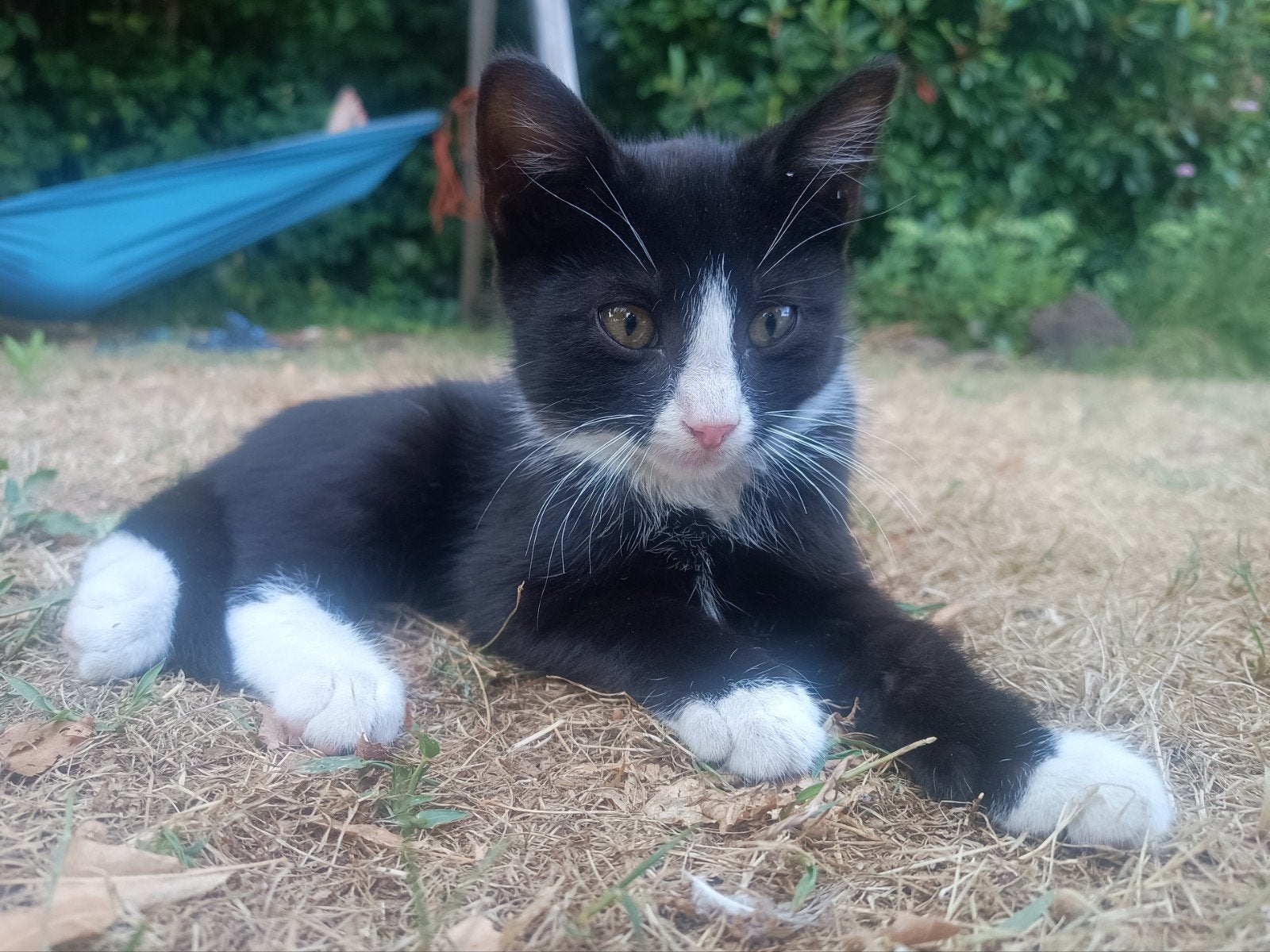 boederij kittens, Dieren en Toebehoren, Meerdere dieren, 0 tot 2 jaar