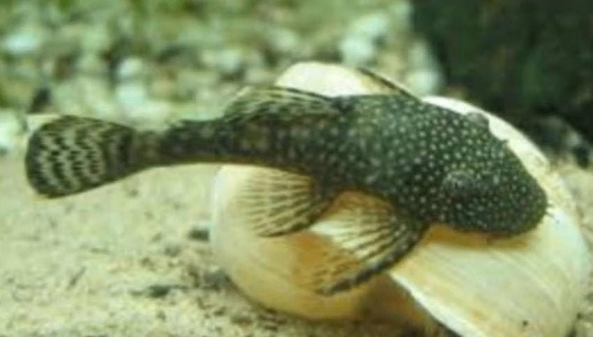 Ancistrus sp Algeneter (M) - Koidream Valburg, Vis, Zoetwatervis