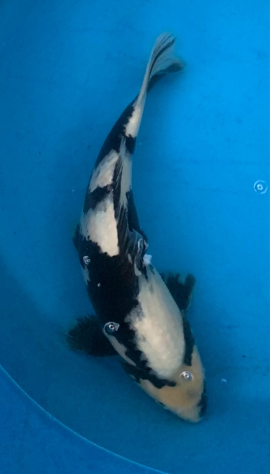 Mooie Shiro Utsuri, kweker Omosako, nisai, 40 cm, Karper of Koi