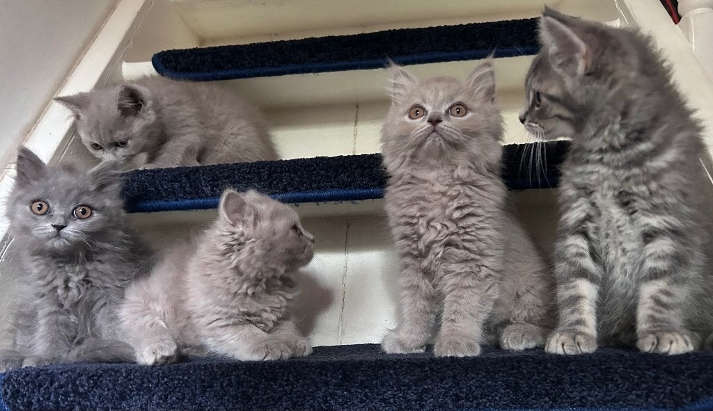 Nog 5 superlieve kittens Lilac Brits Noors boskat  langhaar, Meerdere dieren, Ontwormd, 0 tot 2 jaar