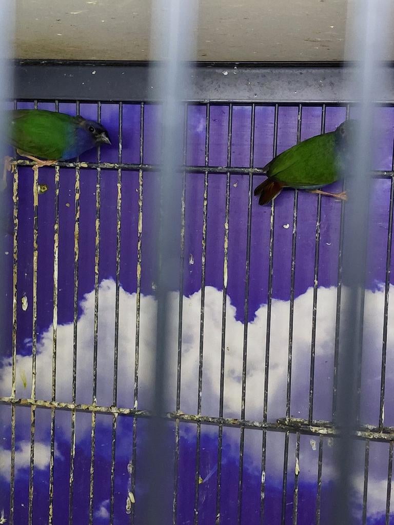 Forbes papagaaiamadine l Pop, Dieren en Toebehoren, Vogels | Overige Vogels, Meerdere dieren, Tropenvogel, Geringd