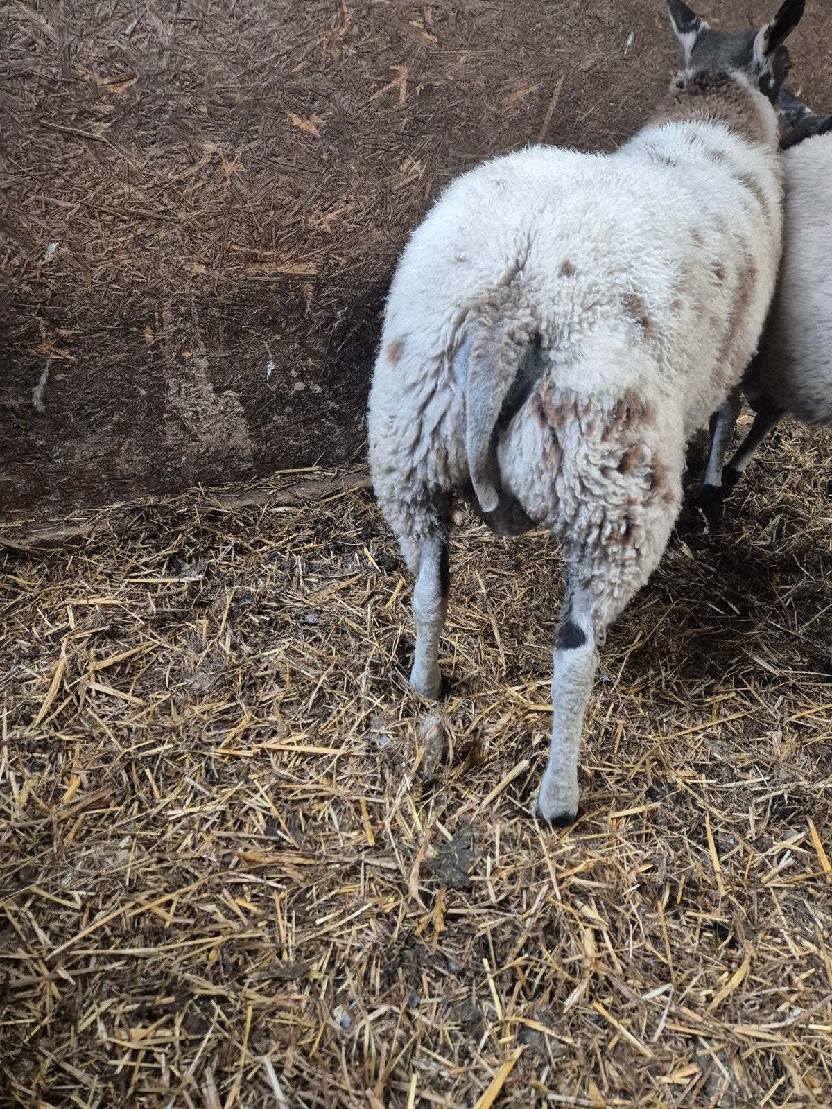 bonte dekram, Mannelijk, Schaap, 0 tot 2 jaar