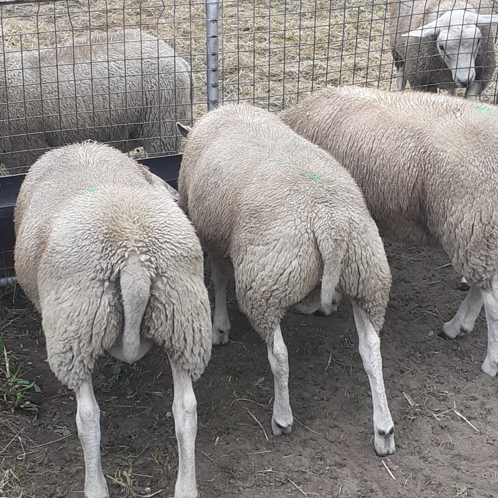 Dekrammen, schapen,Rammen zwoegervrij gecertificeerd, Mannelijk, Schaap