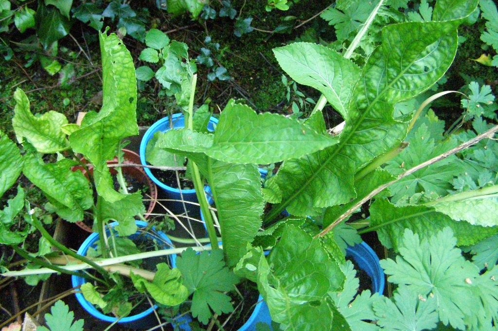 mierikswortel in potjes wasabi, Ophalen of Verzenden, Vaste plant, Overige soorten, Halfschaduw