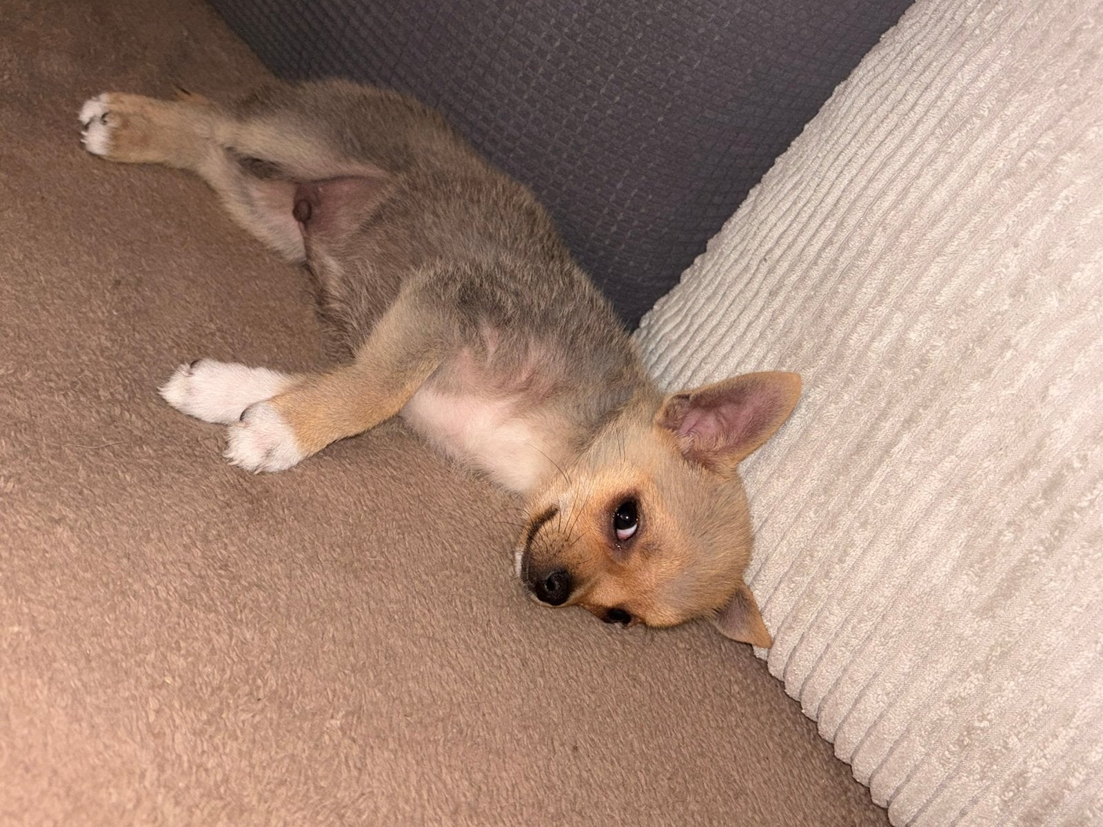 Chihauhau pup reutje, HCC (leverziekte), Reu, 8 tot 15 weken, Eén hond