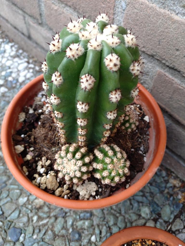 Trichocereus purpureopilosus - Zeldzame Cactus, Huis en Inrichting, Kamerplanten, Ophalen of Verzenden, Cactus, Minder dan 100 cm