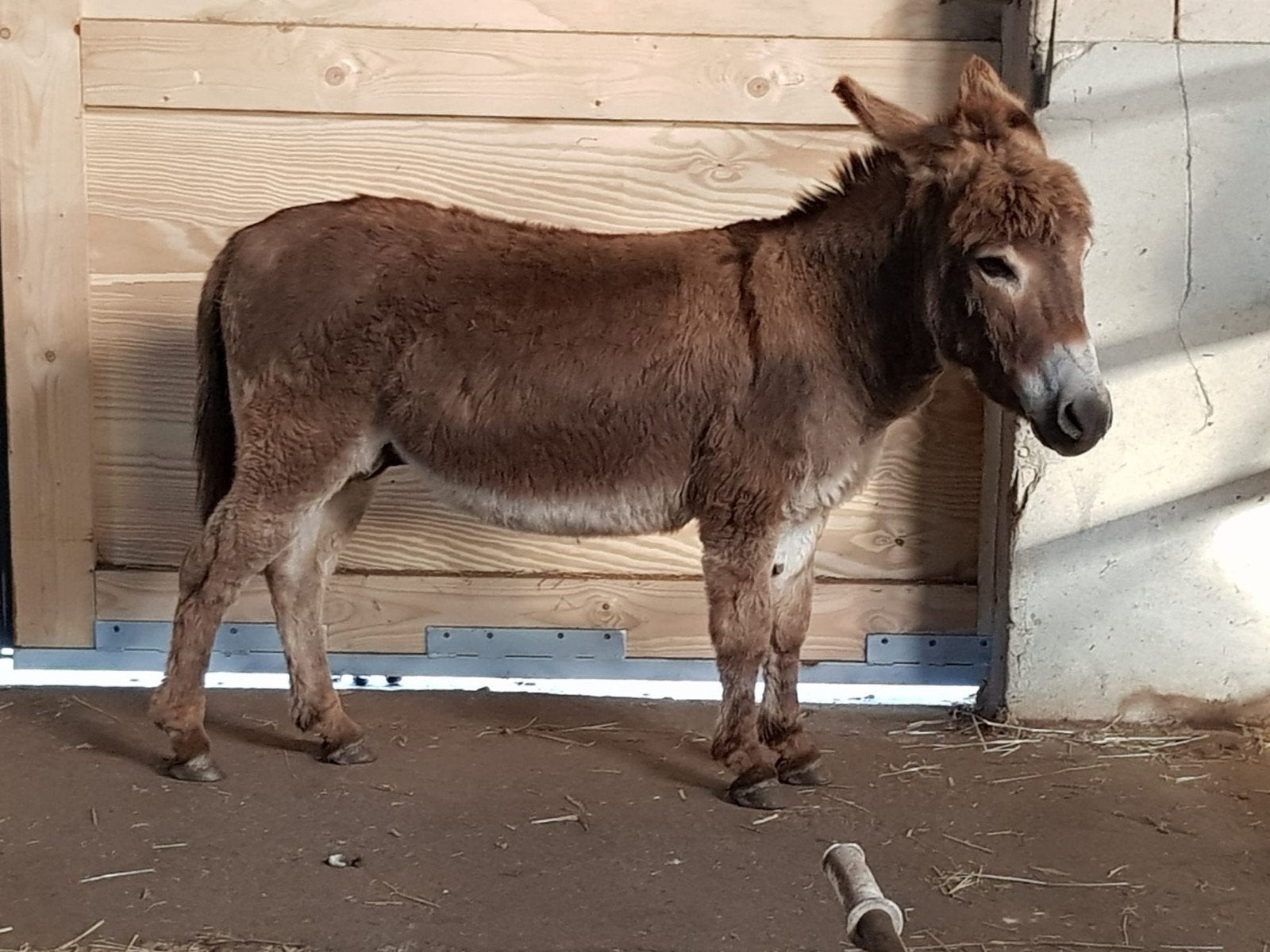 Mini ezel te huur, Dieren en Toebehoren, Januari, Mannelijk