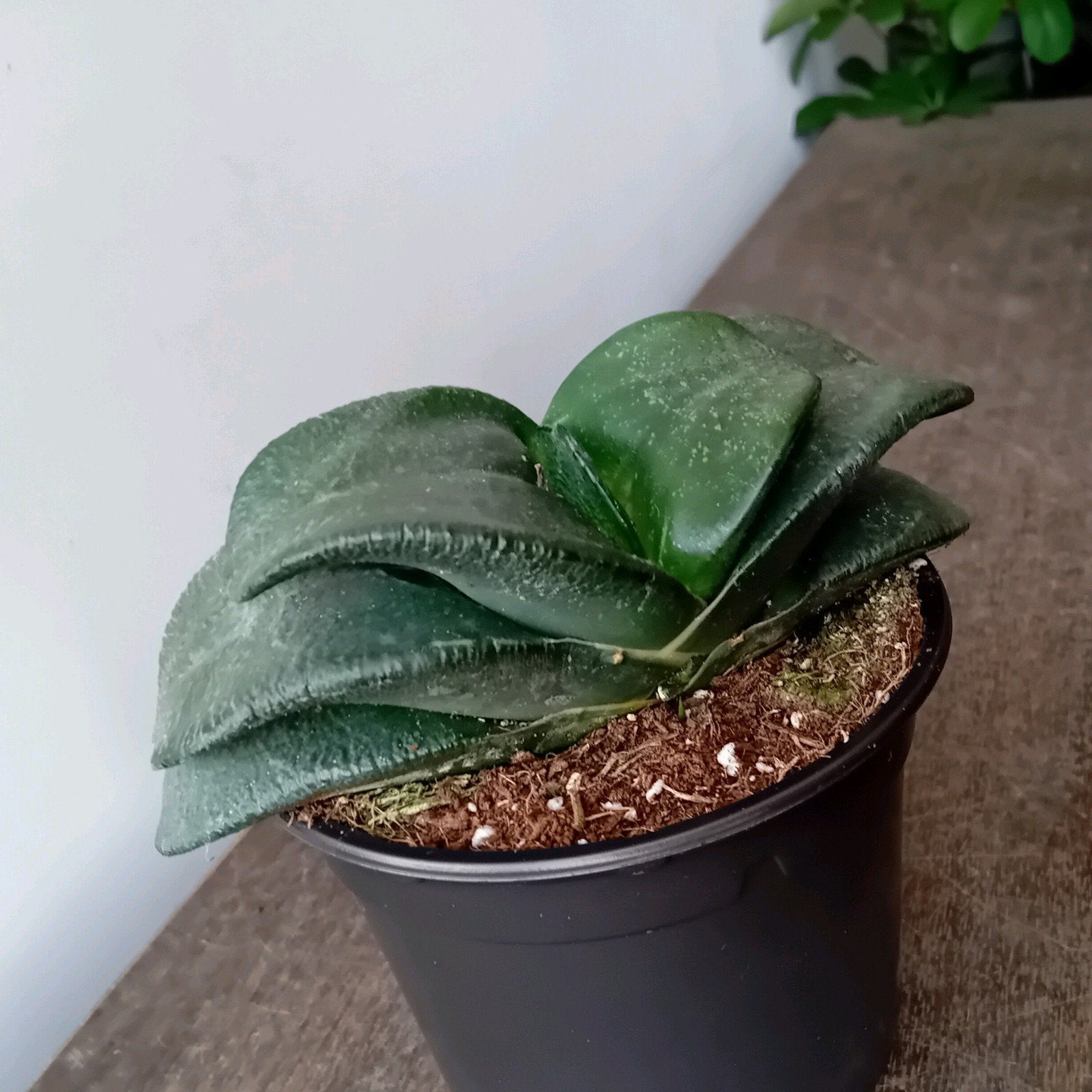 Gasteria armstrongii 15cm, Ophalen, Vetplant, Halfschaduw, In pot