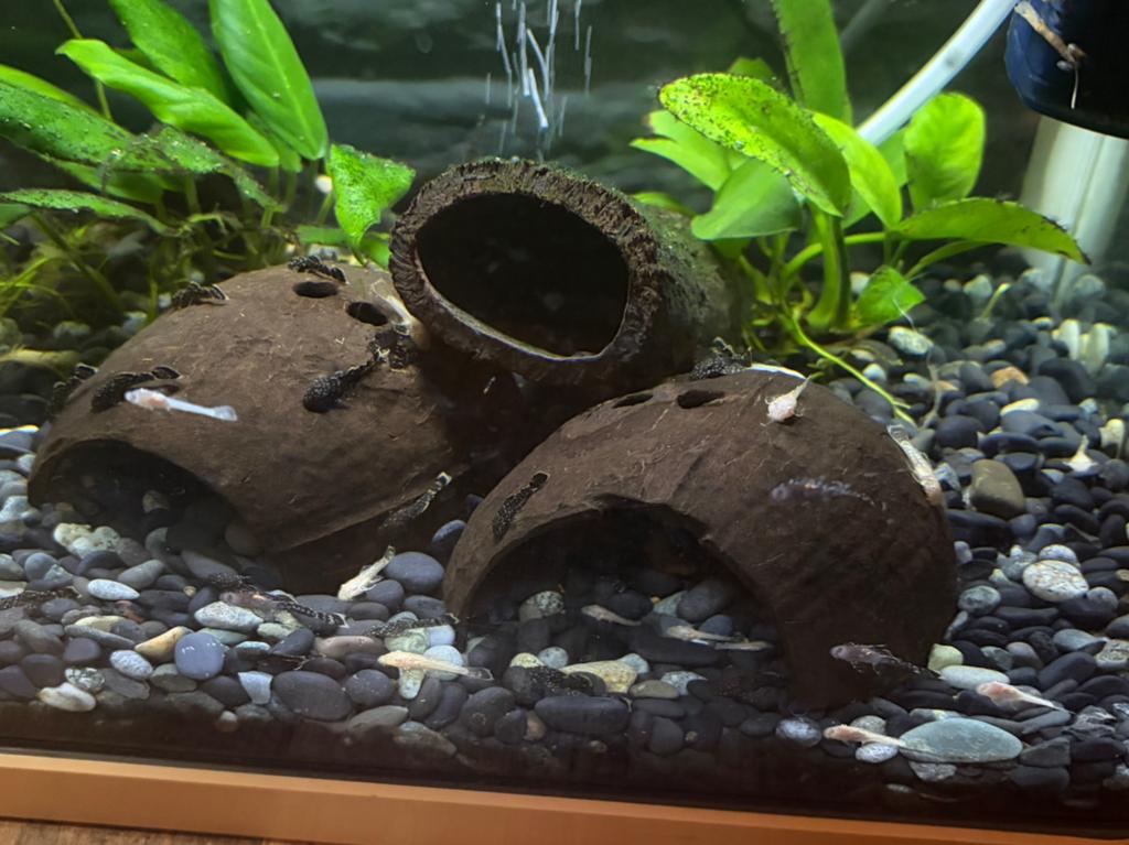 Pelco- borstel meervallen, Dieren en Toebehoren, Vissen | Aquariumvissen, Vis, Zoetwatervis