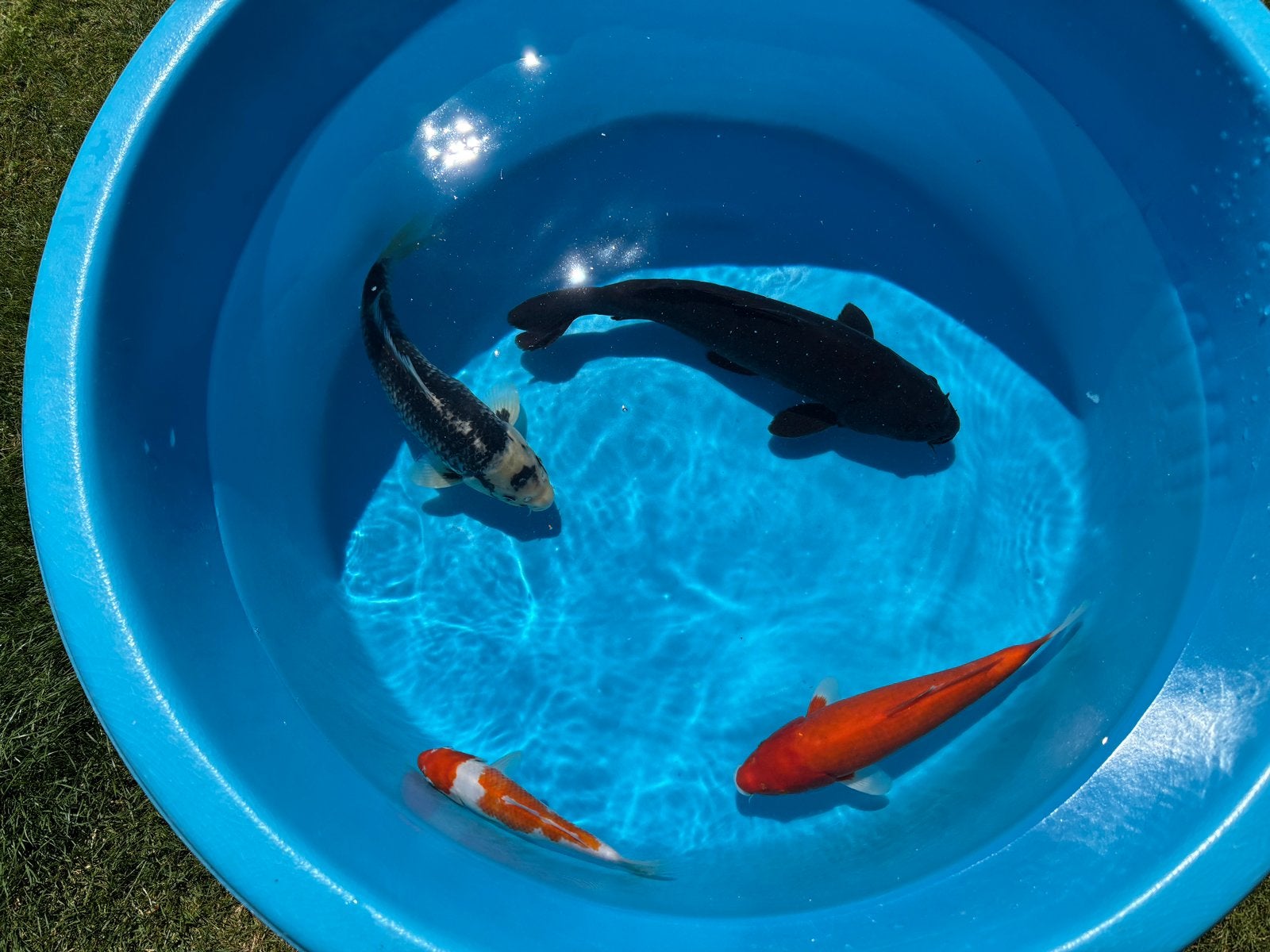 4 HQ Koi samen voor 150 euro!, Dieren en Toebehoren, Vissen | Vijvervissen, Karper of Koi